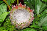 SOUTH AFRICA, Proteas flower, SA1350JPL