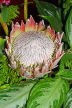 SOUTH AFRICA, Proteas flower, SA1351JPL