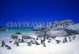SOUTH AFRICA, Western Cape, False Bay, Boulder Beach, Jackass Penguins, SA1280JPL