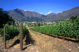 SOUTH AFRICA, Western Cape, Franschoek, Mont Rochelle vineyards, SA1266JPL