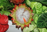 SOUTH AFRICA, Western Cape, King Protea flower, SA1348JPL