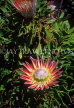 SOUTH AFRICA, Western Cape, Kirsten bosch Botanical Gardens, King Protea flower, SA52JPL