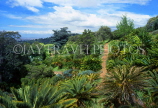 SOUTH AFRICA, Western Cape, Kirstenbosch Botanical Gardens, Cycad grove, SA1319JPL