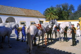 SPAIN, Andalucia, CADIZ, Lippizaner horses at Spanish Riding School, SP143JPL