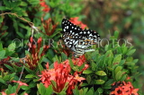 SRI LANKA, Anuradhapura, Common Lime (Lemon) Butterfly, SLK5815JPL