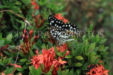 SRI LANKA, Anuradhapura, Common Lime (Lemon) Butterfly, SLK5815JPL