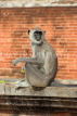 SRI LANKA, Anuradhapura, Grey Langur Monkey, SLK5593JPL