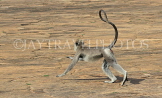 SRI LANKA, Anuradhapura, Grey Langur Monkey, SLK5594JPL