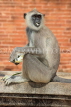 SRI LANKA, Anuradhapura, Grey Langur Monkey, SLK5595JPL