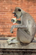 SRI LANKA, Anuradhapura, Grey Langur Monkey, SLK5596JPL