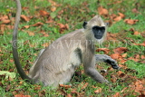 SRI LANKA, Anuradhapura, Grey Langur Monkey, SLK5597JPL