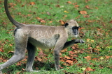 SRI LANKA, Anuradhapura, Grey Langur Monkey, SLK5599JPL