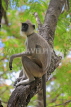 SRI LANKA, Anuradhapura, Grey Langur Monkey, SLK5650JPL