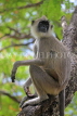 SRI LANKA, Anuradhapura, Grey Langur Monkey, SLK5652JPL