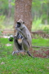 SRI LANKA, Anuradhapura, Grey Langur Monkey, SLK5653JPL
