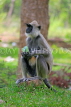 SRI LANKA, Anuradhapura, Grey Langur Monkey, SLK5654JPL