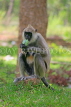 SRI LANKA, Anuradhapura, Grey Langur Monkey, SLK5655JPL