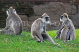 SRI LANKA, Anuradhapura, Grey Langur Monkeys, SLK5598JPL
