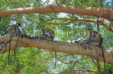 SRI LANKA, Anuradhapura, Grey Langur Monkeys, SLK5600JPL