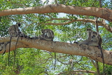 SRI LANKA, Anuradhapura, Grey Langur Monkeys, SLK5600JPL