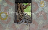 SRI LANKA, Anuradhapura, Grey Langur Monkeys, SLK5601JPL
