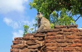 SRI LANKA, Anuradhapura, Grey Langur Monkeys, SLK5603JPL