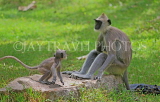 SRI LANKA, Anuradhapura, Grey Langur Monkeys, SLK5651JPL