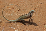 SRI LANKA, Anuradhapura, Katussa (Common Garden Lizard), SLK5769JPL