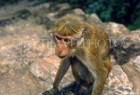 SRI LANKA, Anuradhapura, Macaque Monkey, SLK1415JPL