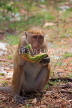 SRI LANKA, Anuradhapura, Macaque Monkey, SLK5656JPL