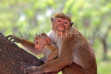 SRI LANKA, Anuradhapura, Macaque Monkey and young, SLK5657JPL