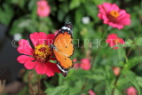SRI LANKA, Anuradhapura, Plain Tiger butterfly, SLK5804JPL