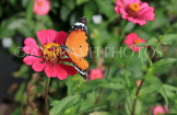 SRI LANKA, Anuradhapura, Plain Tiger butterfly, SLK5806JPL