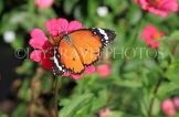 SRI LANKA, Anuradhapura, Plain Tiger butterfly, SLK5807JPL