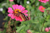 SRI LANKA, Anuradhapura, Plain Tiger butterfly, SLK5808JPL