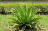 SRI LANKA, Anuradhapura, large Cactus (Aloe Vera) plant, SLK5773JPL