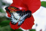 SRI LANKA, Blue Mormon Butterfly, on Hibiscus flower, SLK2172JPL