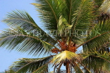 SRI LANKA, Coconut tree, King Coconut (Thambili) tree, SLK2528JPL