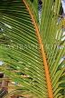 SRI LANKA, Coconut tree, King Coconut (Thambili) tree branch detail, SLK2497JPL