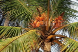 SRI LANKA, Coconut tree, King Coconut (Thambili) tree with fruit, SLK2498JPL