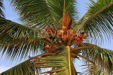 SRI LANKA, Coconut tree, King Coconut (Thambili) tree with fruit, SLK2600JPL