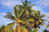 SRI LANKA, Coconut tree, King Coconut (Thambili) trees, SLK2499JPL