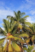SRI LANKA, Coconut tree, King Coconut (Thambili) trees, SLK2501JPL
