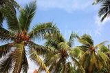 SRI LANKA, Coconut tree, King Coconut (Thambili) trees, SLK2601JPL