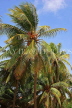 SRI LANKA, Coconut tree, King Coconut (Thambili) trees, SLK2602JPL