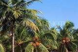 SRI LANKA, Coconut tree, King Coconut (Thambili) trees with fruit, SLK2502JPL