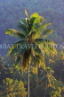 SRI LANKA, Coconut tree, SLK4515JPL