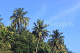 SRI LANKA, Coconut trees, SLK4518JPL