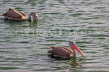 SRI LANKA, Colombo, Beira Lake, Pelicans, SLK5369JPL