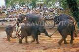 SRI LANKA, Colombo, Dehiwela Zoo, Elephant show, SLK1782JPL